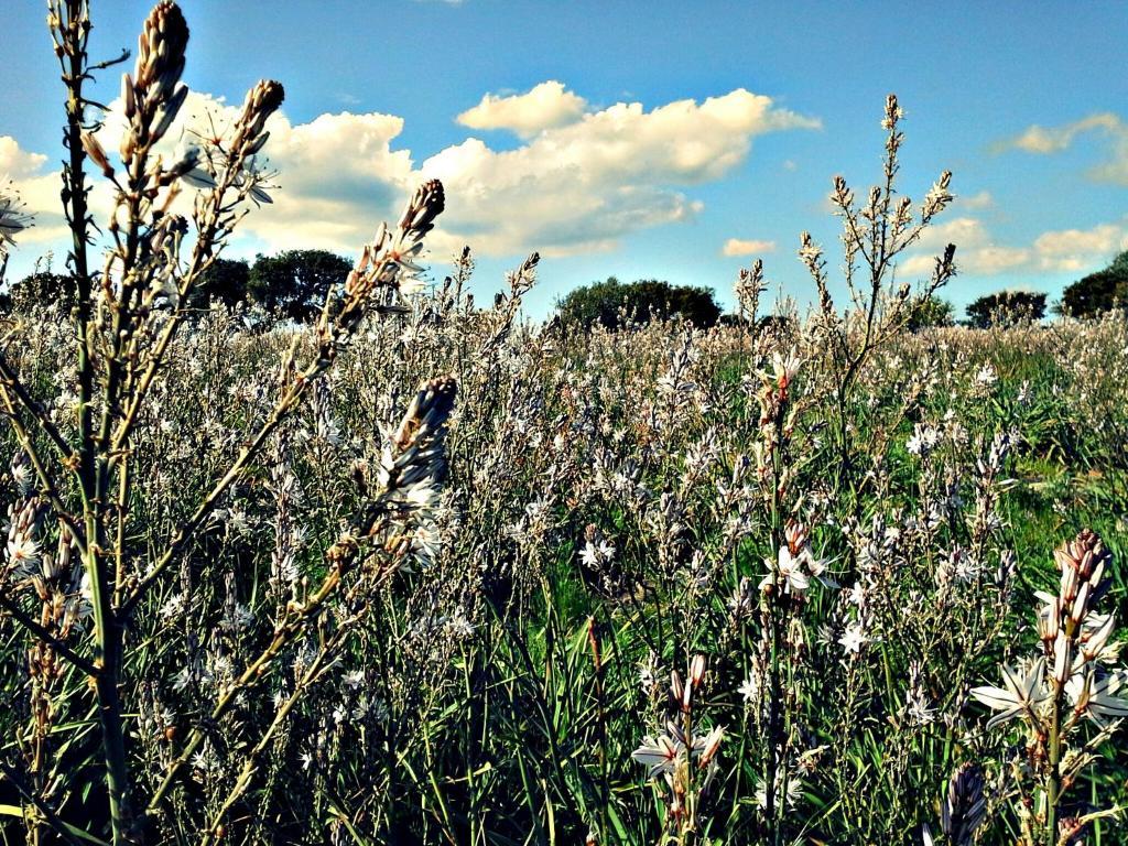 Agriturismo Pentuma Chiaramonti Eksteriør bilde