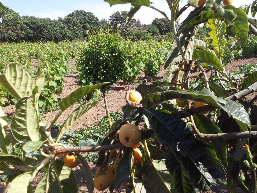 Agriturismo Pentuma Chiaramonti Eksteriør bilde
